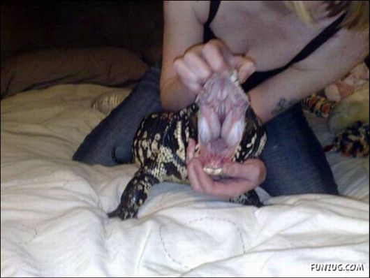 Running a Zoo at Home