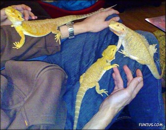 Running a Zoo at Home