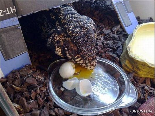 Running a Zoo at Home