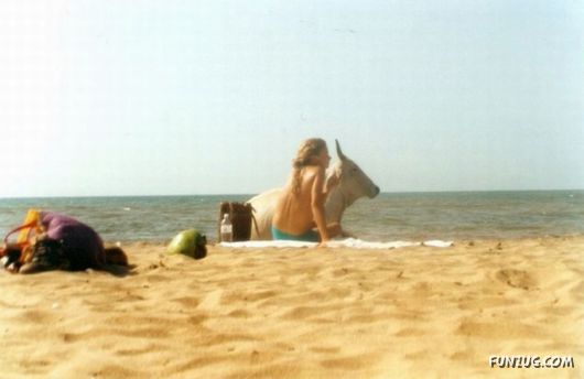 Animals on the Beaches