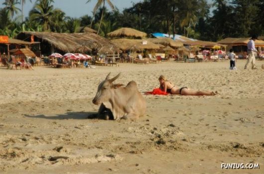 Animals on the Beaches