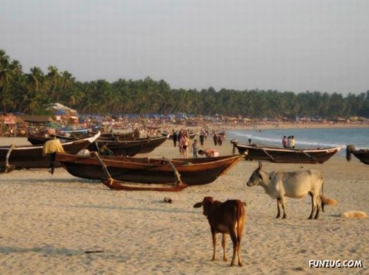 Animals on the Beaches