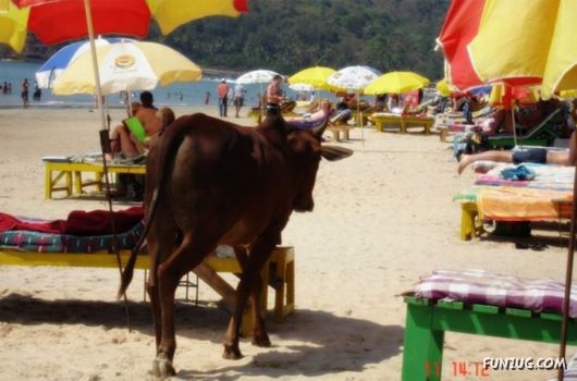 Animals on the Beaches