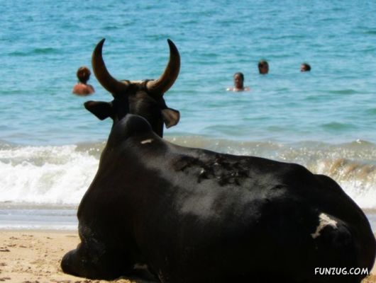 Animals on the Beaches