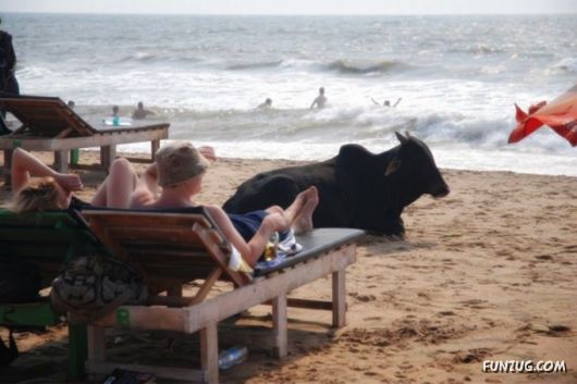 Animals on the Beaches