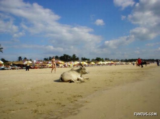 Animals on the Beaches