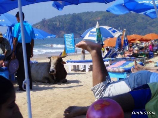 Animals on the Beaches