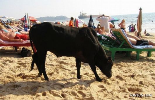 Animals on the Beaches