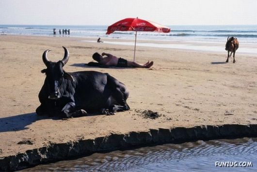 Animals on the Beaches