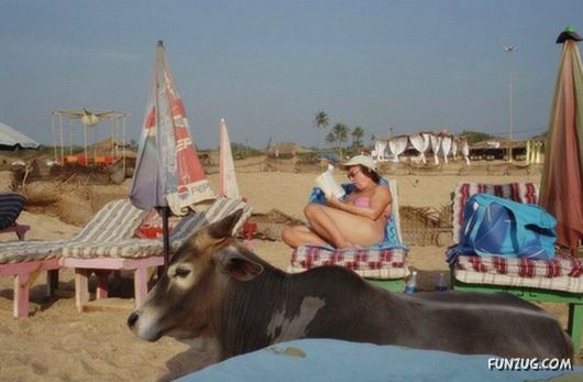 Animals on the Beaches