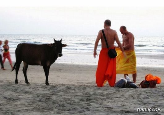 Animals on the Beaches