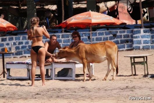 Animals on the Beaches