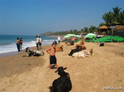 Animals on the Beaches