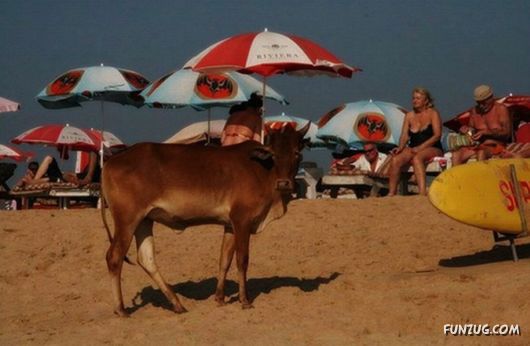 Animals on the Beaches