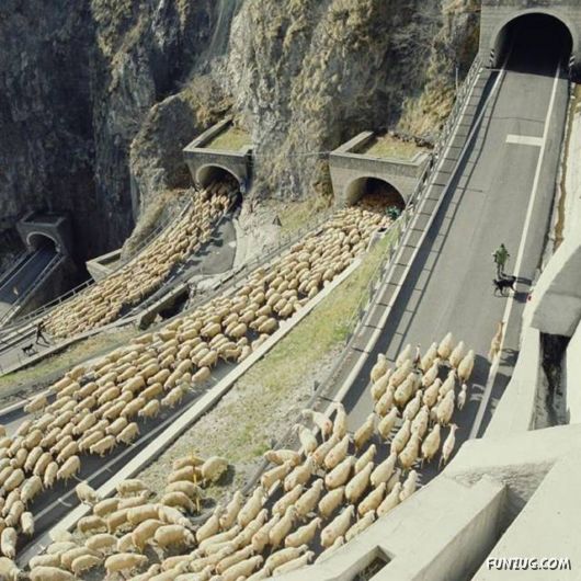 Some Of The Best Funny Pictures