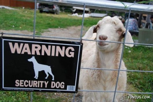 Some Of The Best Funny Pictures