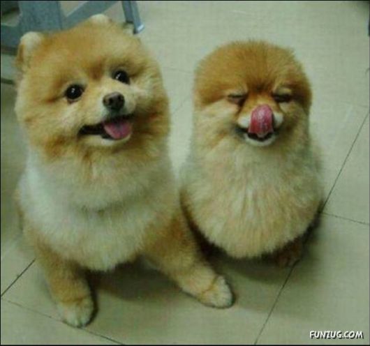 Cool Funny Daily Pic Mania