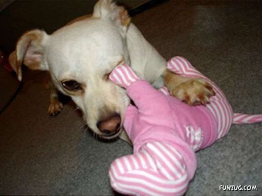 Crazy Funny Dogs Pix