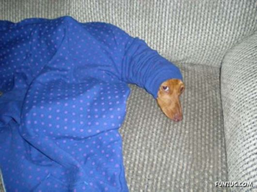 Crazy Funny Dogs Pix