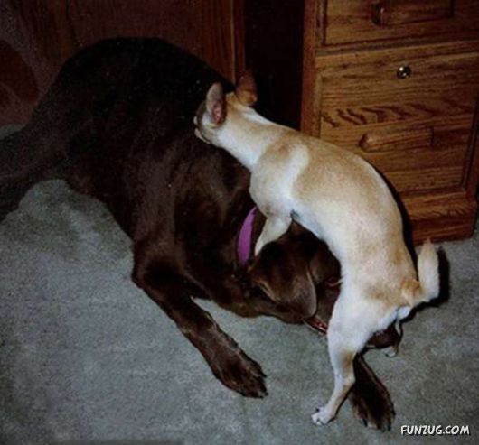 Crazy Funny Dogs Pix