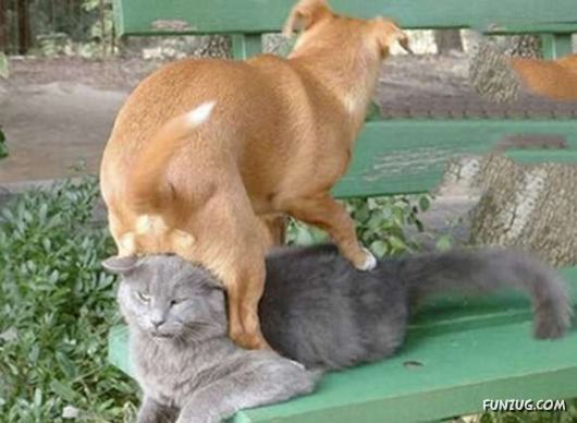 Crazy Funny Dogs Pix