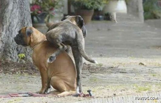 Crazy Funny Dogs Pix