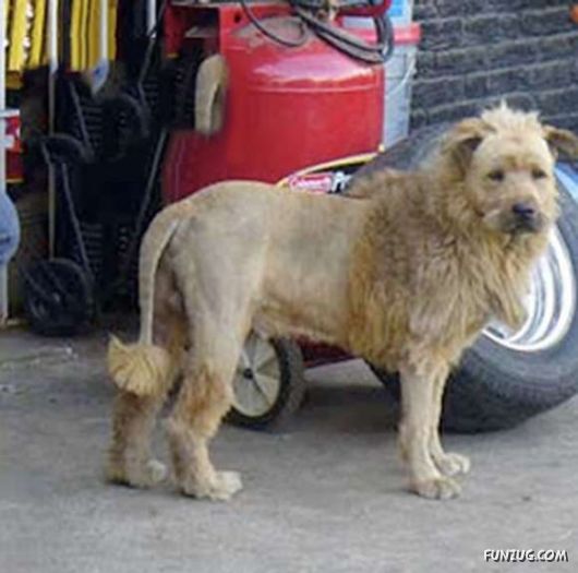 Crazy Funny Dogs Pix