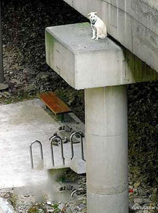 Crazy Funny Dogs Pix