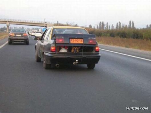 Crazy Funny Dogs Pix