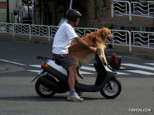 Crazy Funny Dogs Pix