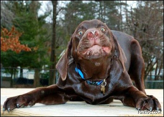 Cute Daily Funny Pics