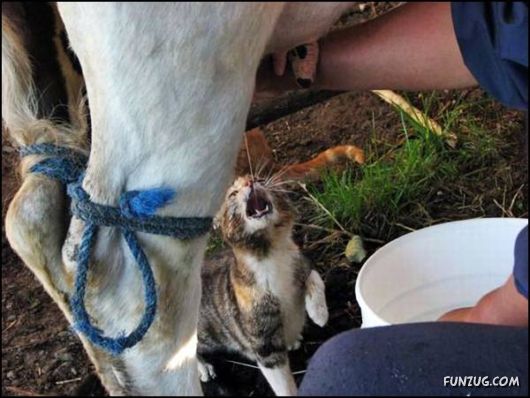 Cute Daily Funny Pics