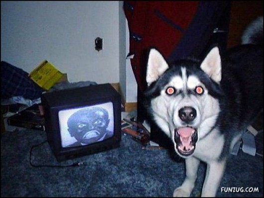 Daily Funny Pic Mania