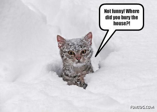 Funny Animal Thoughts