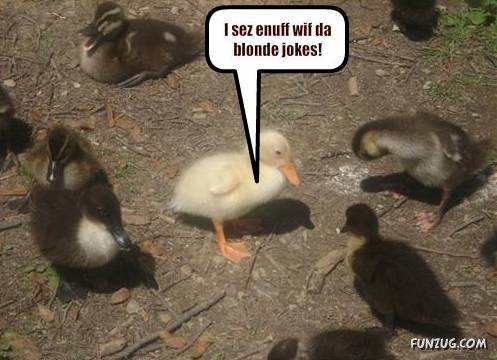 Funny Animal Thoughts