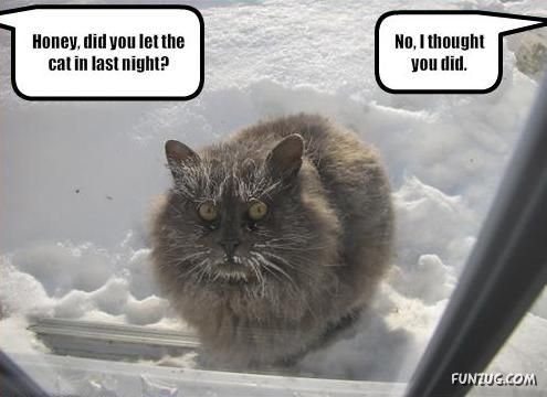 Funny Animal Thoughts