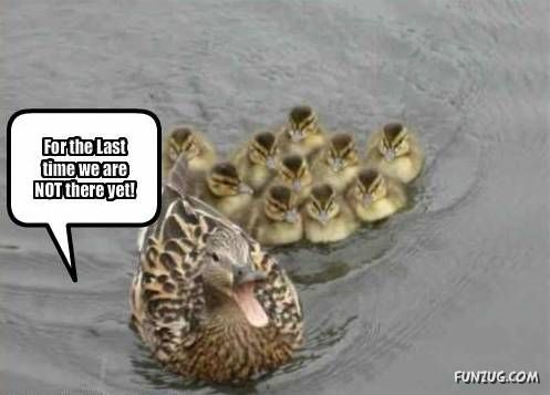 Funny Animal Thoughts