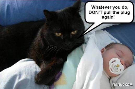 Funny Animal Thoughts