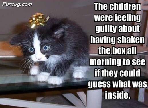 Funny Animal Thoughts