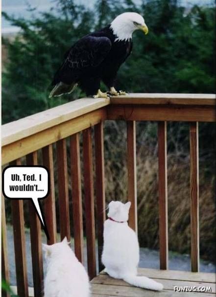 Funny Animal Thoughts