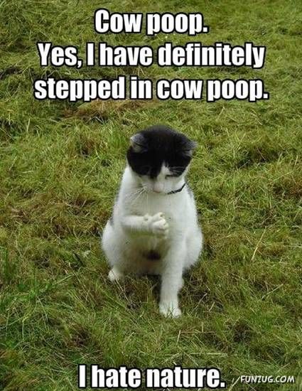 Funny Animal Thoughts