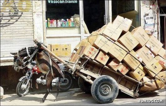 Funny Cargo Transportation Pictures