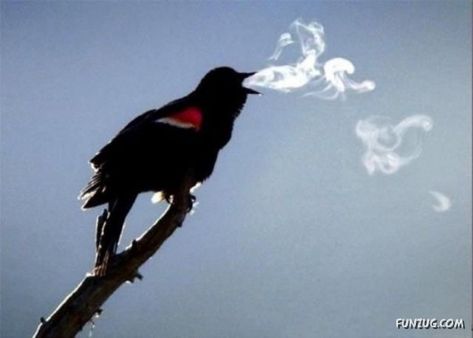 Photographs With Double Meaning