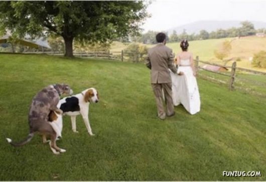 Crazy Ruined Wedding Photos