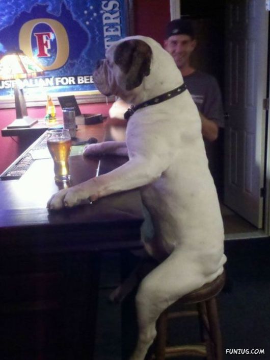 Animals That Forgot They Were Animals