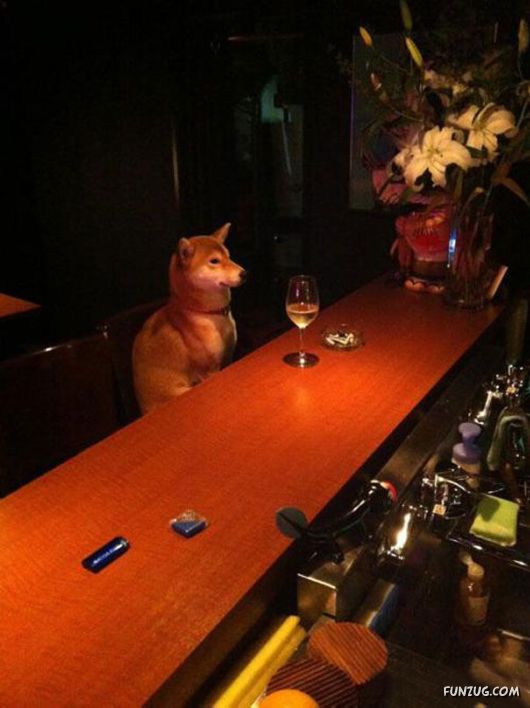 Animals That Forgot They Were Animals