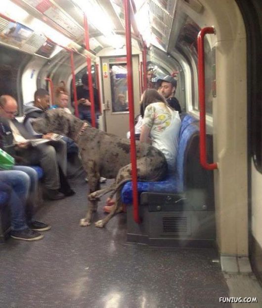 Animals That Forgot They Were Animals