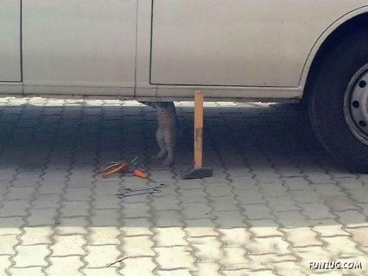 Animals That Forgot They Were Animals