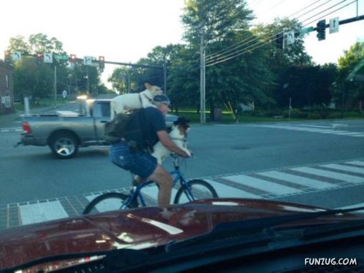 Awesome Daily Funny Pictures