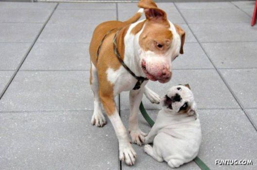 Awesome Daily Funny Pictures